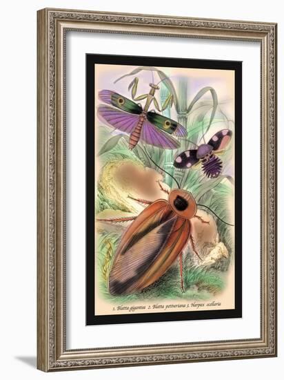 Insects: Blatta Gigantea, B. Petiveriana and Harpax Ocellaria-James Duncan-Framed Art Print