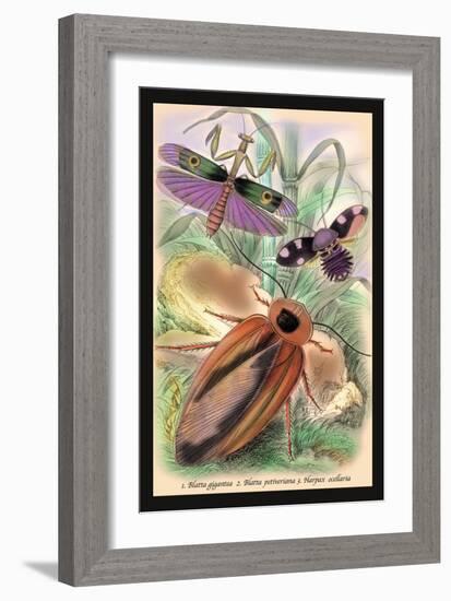 Insects: Blatta Gigantea, B. Petiveriana and Harpax Ocellaria-James Duncan-Framed Art Print