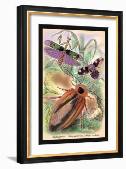 Insects: Blatta Gigantea, B. Petiveriana and Harpax Ocellaria-James Duncan-Framed Art Print