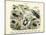 Insects, C.1860-null-Mounted Giclee Print