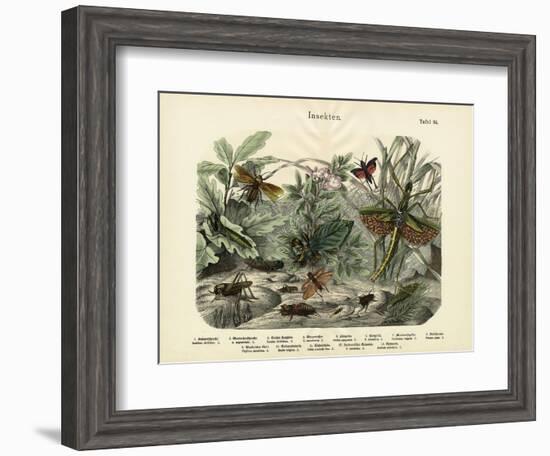 Insects, C.1860-null-Framed Giclee Print