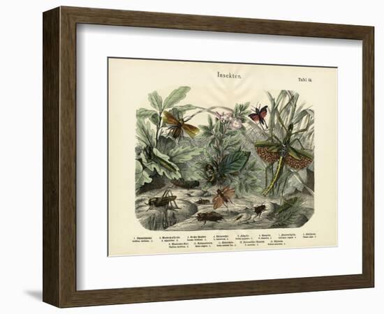 Insects, C.1860-null-Framed Giclee Print