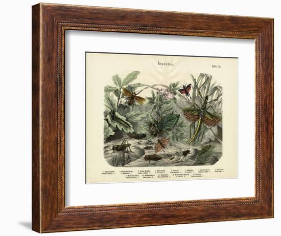 Insects, C.1860--Framed Giclee Print
