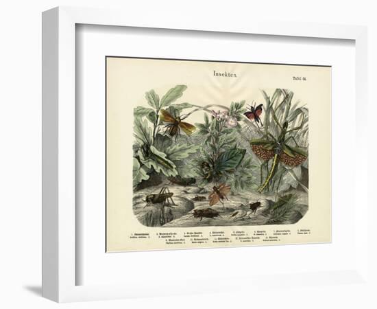 Insects, C.1860-null-Framed Giclee Print