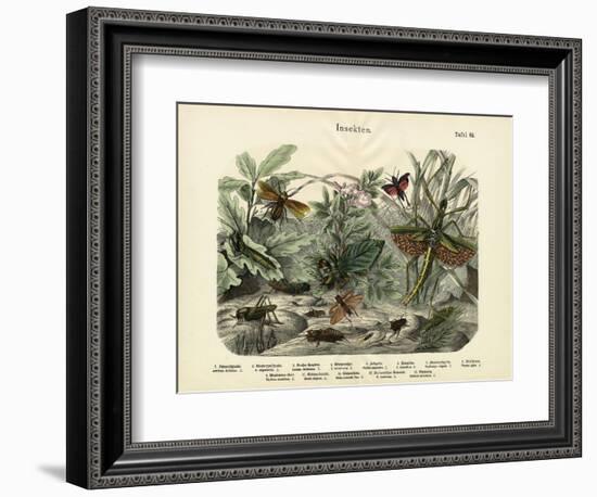 Insects, C.1860--Framed Giclee Print