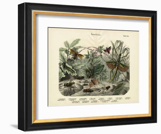 Insects, C.1860--Framed Giclee Print