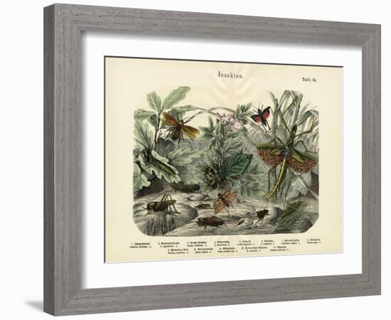 Insects, C.1860-null-Framed Giclee Print