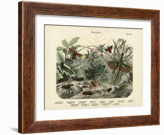 Insects, C.1860-null-Framed Giclee Print