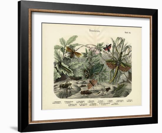 Insects, C.1860-null-Framed Giclee Print