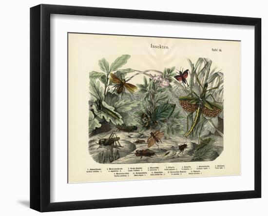 Insects, C.1860-null-Framed Giclee Print