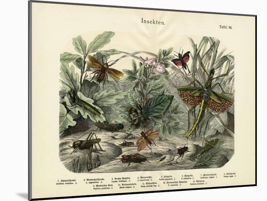 Insects, C.1860-null-Mounted Giclee Print