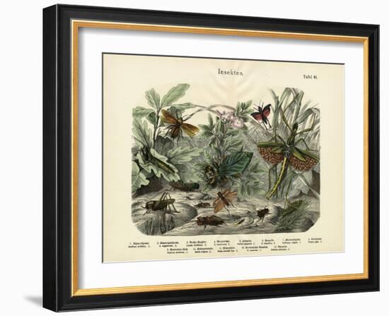 Insects, C.1860-null-Framed Giclee Print