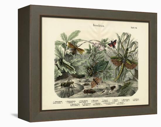 Insects, C.1860-null-Framed Premier Image Canvas