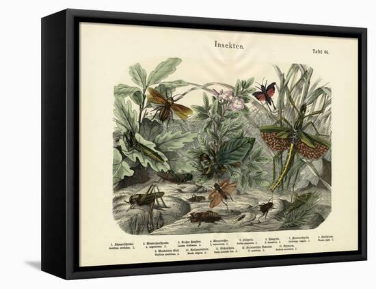 Insects, C.1860-null-Framed Premier Image Canvas