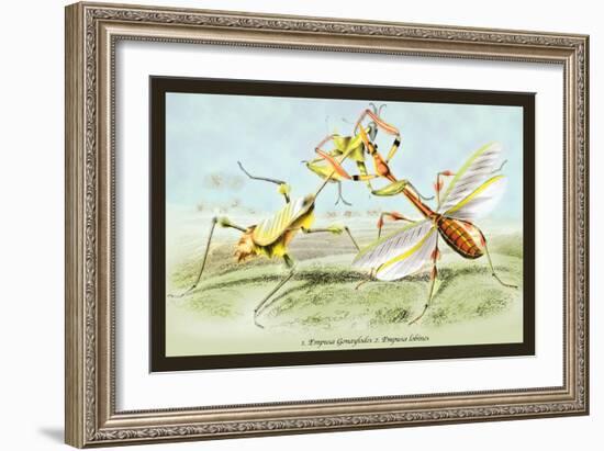 Insects: Empusa Gonaylodes and E. Lobines-James Duncan-Framed Art Print