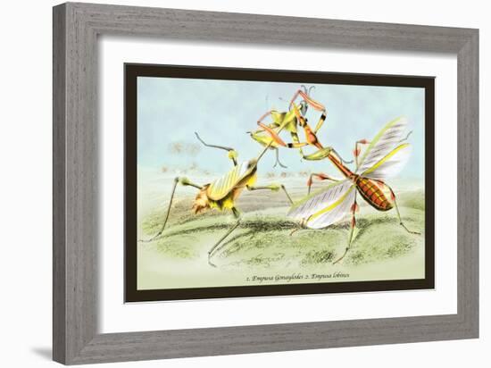 Insects: Empusa Gonaylodes and E. Lobines-James Duncan-Framed Art Print