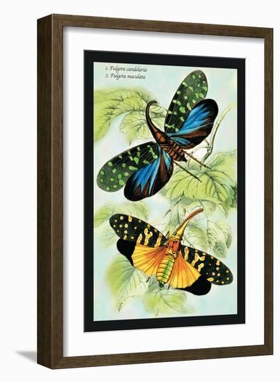 Insects: Fulgora Candelaria and F. Maculata-James Duncan-Framed Art Print