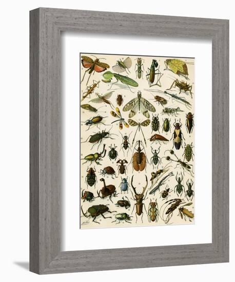 Insects, Including Beetles-null-Framed Giclee Print