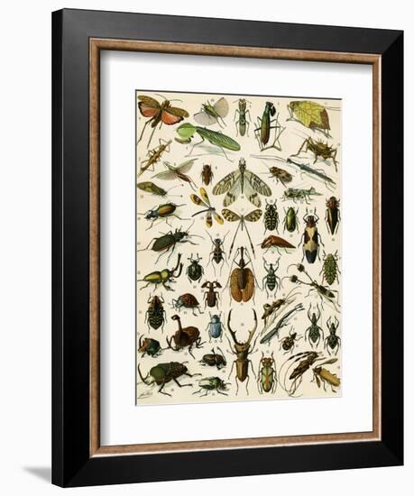 Insects, Including Beetles-null-Framed Giclee Print