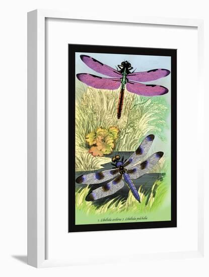 Insects: Libellula Axilena and L. Pulchella-James Duncan-Framed Art Print