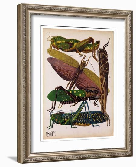 Insects, Plate 16-null-Framed Giclee Print