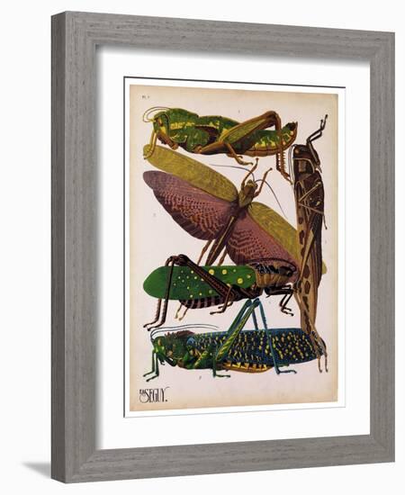 Insects, Plate 16-null-Framed Giclee Print
