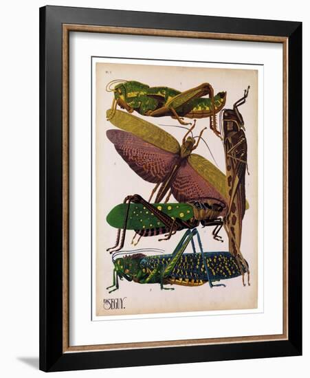 Insects, Plate 16-null-Framed Giclee Print