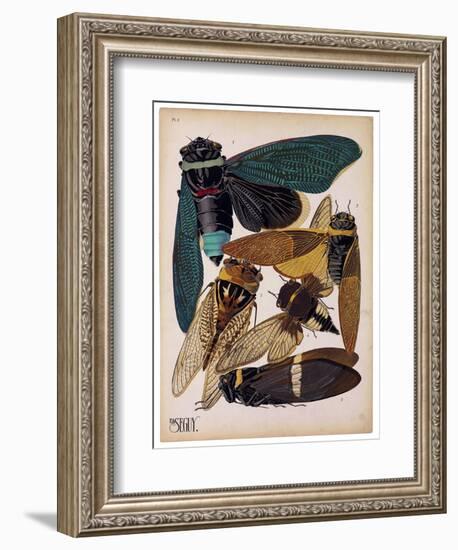 Insects, Plate 1-null-Framed Giclee Print