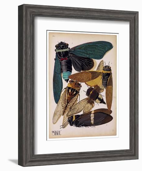 Insects, Plate 1-null-Framed Giclee Print