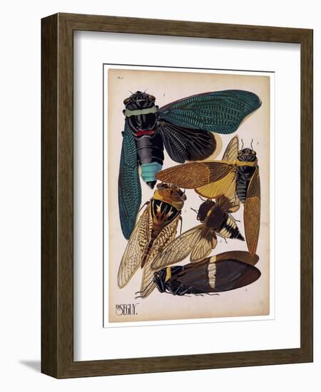 Insects, Plate 1-null-Framed Giclee Print