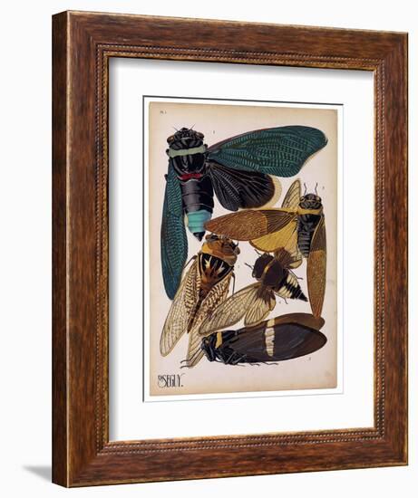 Insects, Plate 1-null-Framed Giclee Print