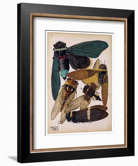 Insects, Plate 1-null-Framed Giclee Print