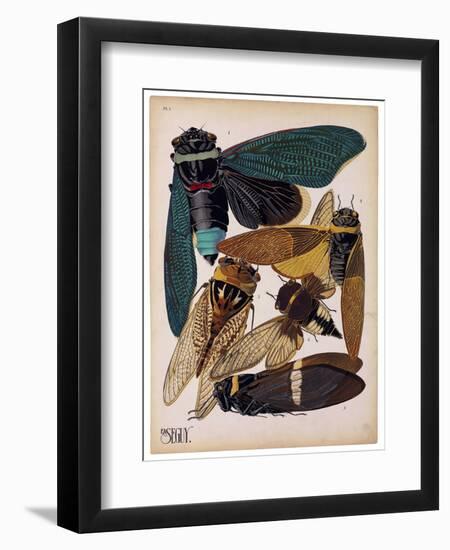 Insects, Plate 1-null-Framed Giclee Print