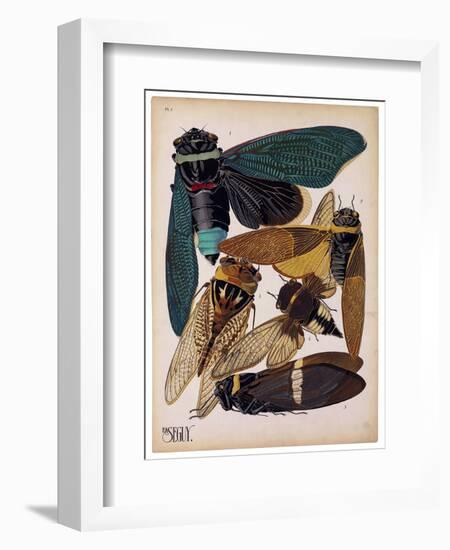 Insects, Plate 1-null-Framed Giclee Print