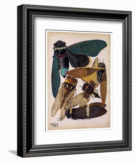 Insects, Plate 1-null-Framed Giclee Print