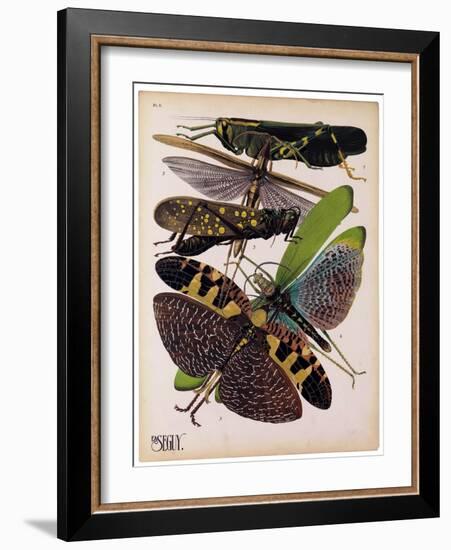 Insects, Plate 2-null-Framed Giclee Print