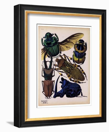 Insects, Plate 7-null-Framed Giclee Print