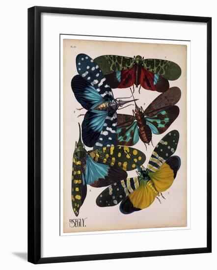 Insects, Plate 8-null-Framed Giclee Print