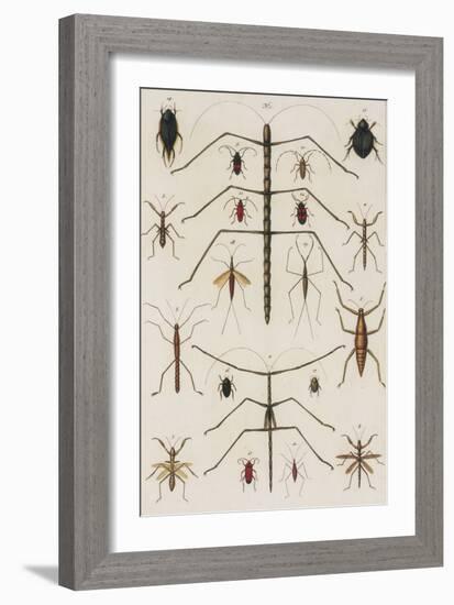 Insects, Seba's Thesaurus, 1734-Science Source-Framed Giclee Print