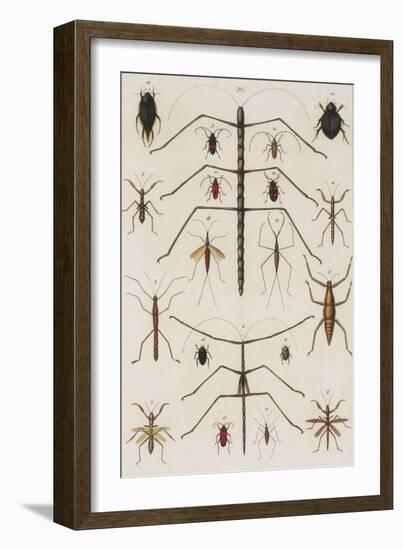 Insects, Seba's Thesaurus, 1734-Science Source-Framed Giclee Print