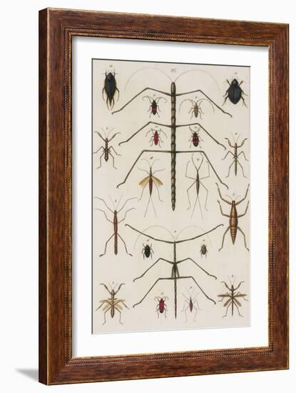 Insects, Seba's Thesaurus, 1734-Science Source-Framed Giclee Print