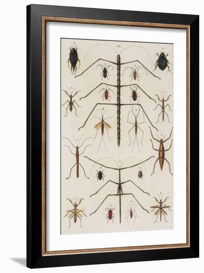 Insects, Seba's Thesaurus, 1734-Science Source-Framed Giclee Print