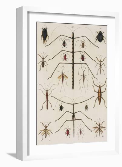 Insects, Seba's Thesaurus, 1734-Science Source-Framed Giclee Print