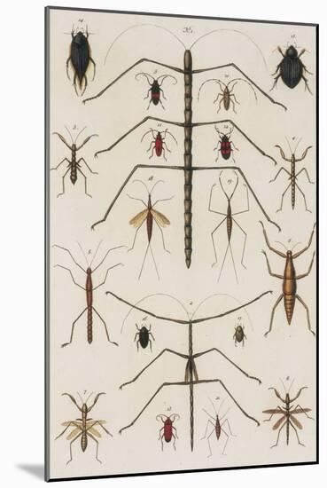 Insects, Seba's Thesaurus, 1734-Science Source-Mounted Giclee Print