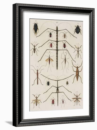 Insects, Seba's Thesaurus, 1734-Science Source-Framed Giclee Print