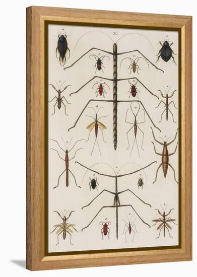 Insects, Seba's Thesaurus, 1734-Science Source-Framed Premier Image Canvas