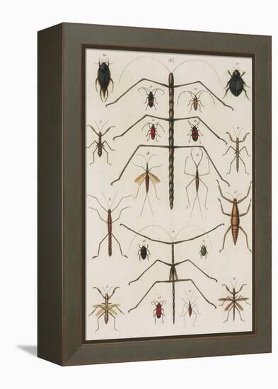 Insects, Seba's Thesaurus, 1734-Science Source-Framed Premier Image Canvas