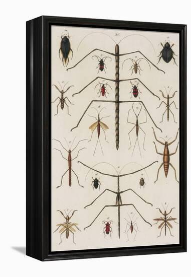 Insects, Seba's Thesaurus, 1734-Science Source-Framed Premier Image Canvas