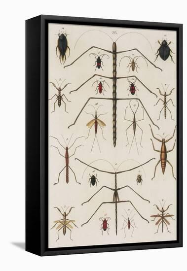 Insects, Seba's Thesaurus, 1734-Science Source-Framed Premier Image Canvas