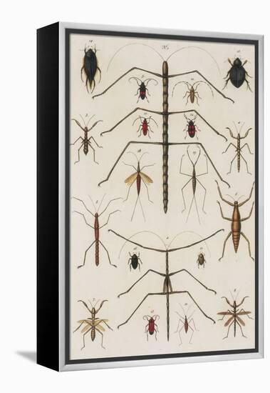 Insects, Seba's Thesaurus, 1734-Science Source-Framed Premier Image Canvas